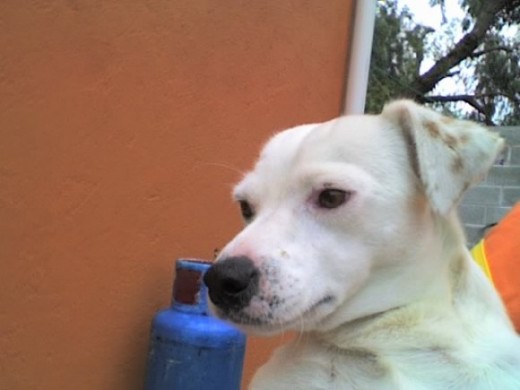 esta es mi perrita deysy esta es mi perrita deysy